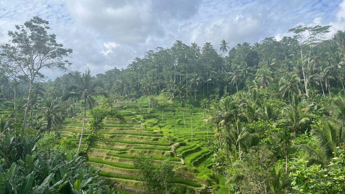 Indonesien - Bali,Kunst, Kultur und ein turbulenter Heimweg